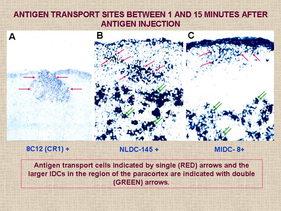 Antigen_Transport_Sites